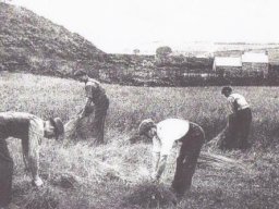 Binding sheaves of corn early1900s